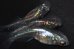 画像1: 春210　　宝鱗無双（同腹個体）　Мサイズ  3匹 (1)