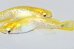 画像1: 249　ＮＥＷ！　レスカ（普通体型）  　Lサイズ  1ペア (1)