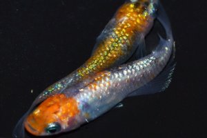 画像3: 春226　　安芸三色ハレギ（普通体型） 　LМサイズ  3匹