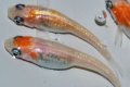 春225　紅白Japan（同腹個体・普通体型） 　ＬМサイズ  3匹