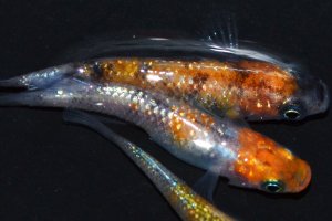 画像1: 春226　　安芸三色ハレギ（普通体型） 　LМサイズ  3匹