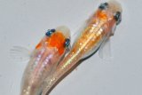 春225　紅白Japan（同腹個体・普通体型） 　ＬМサイズ  3匹