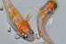画像3: 春218　　美麗！紅白ハレギ（普通体型）  Ｌサイズ　1ペア