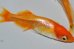 画像4: 春229　 　ファイヤーフェニックス　（ヒカリ体型） Ｌサイズ  1ペア