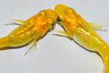 春230　虹彩美麗有望個体！　レモンスカッシュ（ヒカリ体型）　Lサイズ  1ペ