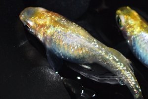 画像2: 春227　 　レアー個体！シルバースター月虹　　 ＬМサイズ  3匹