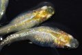 春227　 　レアー個体！シルバースター月虹　　 ＬМサイズ  3匹