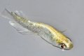 春231　美麗！ゴールデンブルードレス（普通体型）  　LМサイズ  1ペア