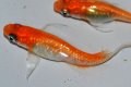 春231　ＮＥＷ!ヒレ長！花香翼・はなこうよく（普通体型） 　Lサイズ  1ペア