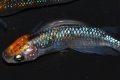 春236　　　 ハレギ牡丹（同腹個体・普通体型） 　Ｌサイズ  1ペア