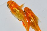 241　虹彩強！　赫・アキラ（ヒカリ体型）ＬМサイズ 1ペア