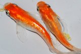 242　ＮＥＷ!ヒレ長！花香翼・はなこうよく（普通体型） 　Lサイズ  1ペア