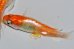 画像10: 242　ＮＥＷ!ヒレ長！花香翼・はなこうよく（普通体型） 　Lサイズ  1ペア