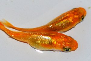 画像2: 241　虹彩強！　赫・アキラ（ヒカリ体型）ＬМサイズ 1ペア