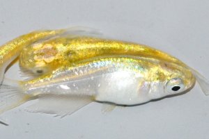 画像1: 春248　特選美麗！　レモンエメラルダ（普通体型）  　Lサイズ  3匹