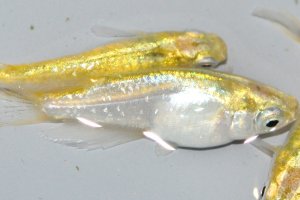 画像2: 春248　特選美麗！　レモンエメラルダ（普通体型）  　Lサイズ  3匹