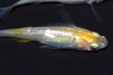 春252　レモンメタル（同腹個体） Lサイズ  3匹
