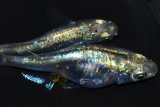 50　特選美麗！ゴールデンストームマジック（普通体型） 　Ｌサイズ  1ペア