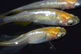 春252　レモンメタル（同腹個体） Lサイズ  3匹