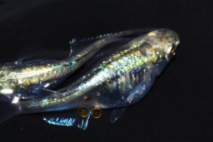 画像2: 50　特選美麗！ゴールデンストームマジック（普通体型） 　Ｌサイズ  1ペア