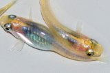255　　　ピンクサファイアシャドー（普通体型）  　Lサイズ  3匹