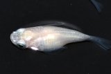 269　ショートタイプ！ピュアホワイト（普通体型） 　Lサイズ  3匹