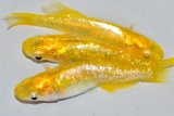 268　虹彩、ラメ美麗！　レモンスカッシュ（ヒカリ体型） 　Lサイズ  3匹