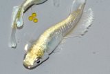 266　 　特選美麗！　ゴールデンブルードレス　（普通体型） Lサイズ  1ペア