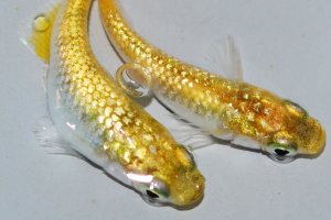 画像2: 258　 特有望個体！　レモンティアラ・シトロン（普通体型） ＬМサイズ  1ペア