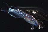 269　レアー個体！　ブラックマンバ・ブルードレス（普通体型） Lサイズ・1ペア