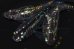 画像2: 257　　ブラックナイト（普通体型）Ｌサイズ  3匹 (2)