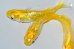 画像7: 268　虹彩、ラメ美麗！　レモンスカッシュ（ヒカリ体型） 　Lサイズ  3匹