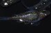 画像6: 257　　ブラックナイト（普通体型）Ｌサイズ  3匹
