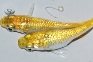 画像1: 258　 特有望個体！　レモンティアラ・シトロン（普通体型） ＬМサイズ  1ペア