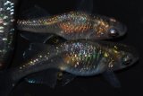 257　　ブラックナイト（普通体型）Ｌサイズ  3匹
