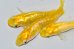 画像8: 268　虹彩、ラメ美麗！　レモンスカッシュ（ヒカリ体型） 　Lサイズ  3匹