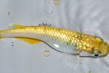 258　 特有望個体！　レモンティアラ・シトロン（普通体型） ＬМサイズ  1ペア