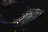 257　　ブラックナイト（普通体型）Ｌサイズ  3匹