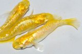 268　虹彩、ラメ美麗！　レモンスカッシュ（ヒカリ体型） 　Lサイズ  3匹