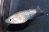 273　レアー！ショート鰭長！ホワイトハレギ（同腹個体・普通体型） 　LМサイズ  3匹