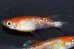 画像9: 242　ＮＥＷ!ヒレ長！花香翼・はなこうよく（普通体型） 　Lサイズ  1ペア