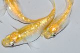 280　　レモンティアラ・シトロン（普通体型）　Lサイズ  4匹