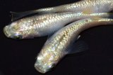 279　 ＮＥＷ！ミルキーゴールドティアラ（普通体型）　Lサイズ  3匹