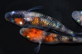 284　極美個体！　　安芸三色ハレギ（普通体型） 　Lサイズ  3匹
