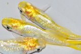 288　ラメ・虹彩美麗！レモン月虹（ヒカリ体型）LМサイズ  3匹