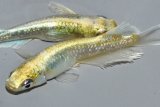 285　 　特選美麗！　ゴールデンブルードレス　（普通体型） Lサイズ  1ペア