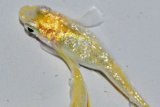 288　ラメ・虹彩美麗！レモン月虹（ヒカリ体型）LМサイズ  3匹