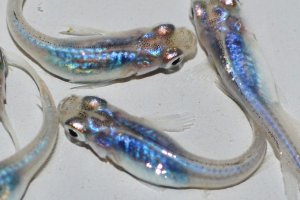 画像2: 287　　ブラックオパールシャドー（普通体型）  　Мサイズ  5匹