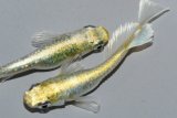 285　 　特選美麗！　ゴールデンブルードレス　（普通体型） Lサイズ  1ペア