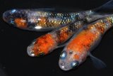 284　極美個体！　　安芸三色ハレギ（普通体型） 　Lサイズ  3匹